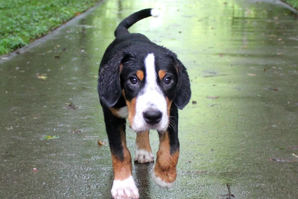 Nederlandse Kooikerhondje Puppies breeder image 21