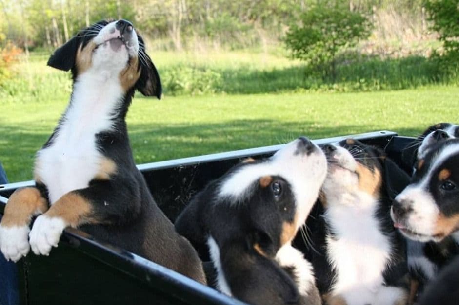 Nederlandse Kooikerhondje Puppies breeder image 25