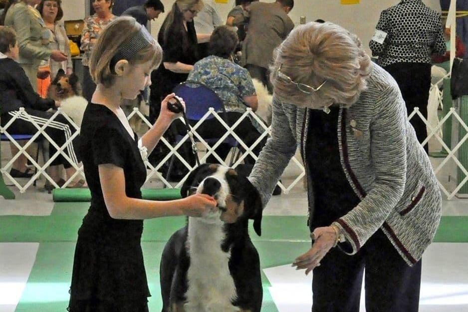 Nederlandse Kooikerhondje Puppies breeder image 30