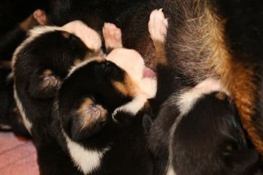 Nederlandse Kooikerhondje Puppies breeder image 38