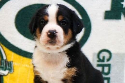 Nederlandse Kooikerhondje Puppies breeder image 41