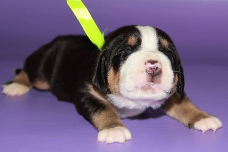 Nederlandse Kooikerhondje Puppies breeder image 48