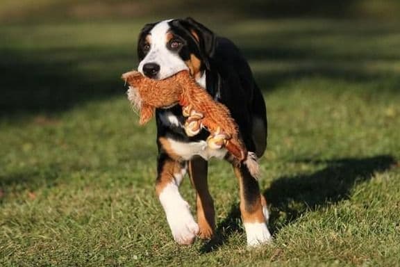 Nederlandse Kooikerhondje Puppies breeder image 51