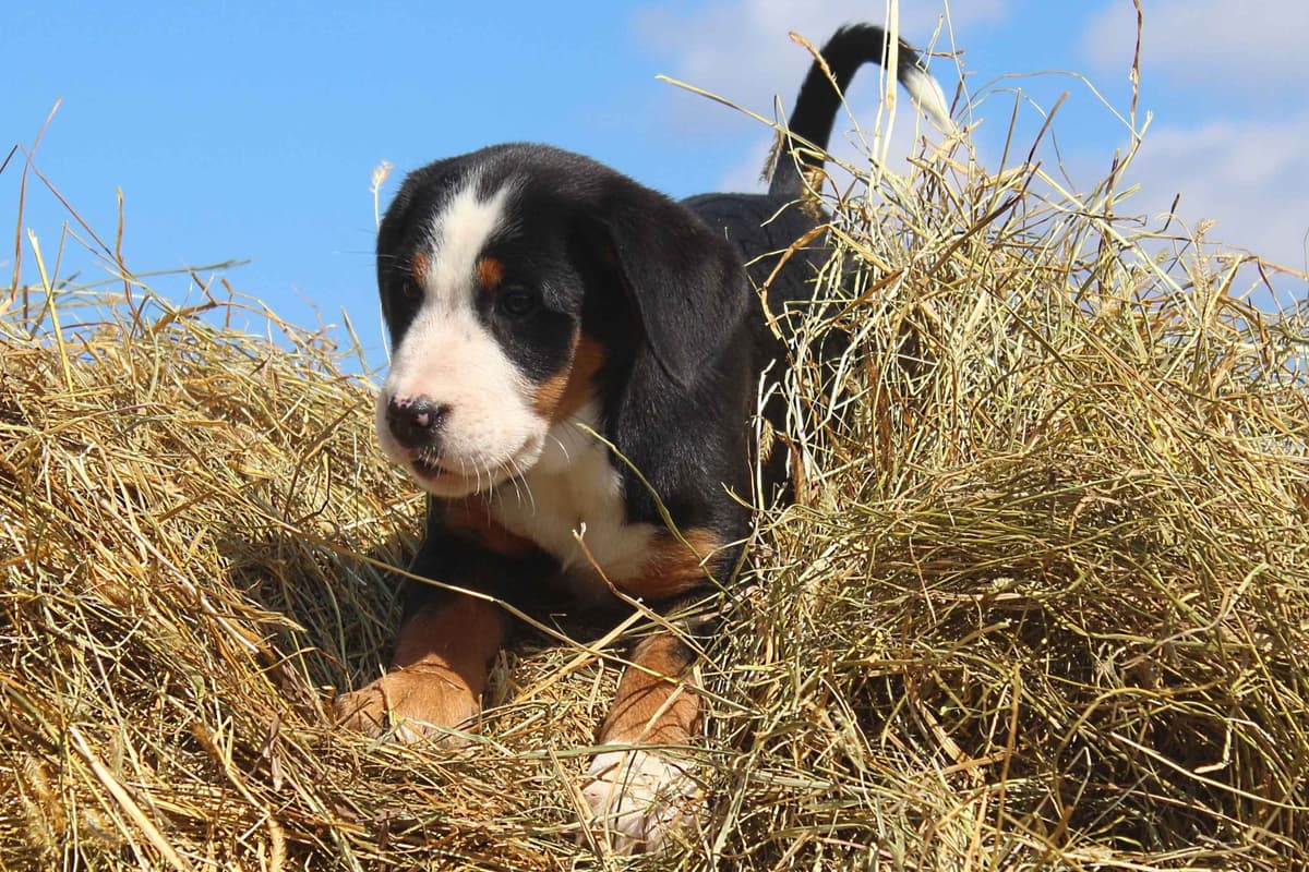 Nederlandse Kooikerhondje Puppies breeder image 61