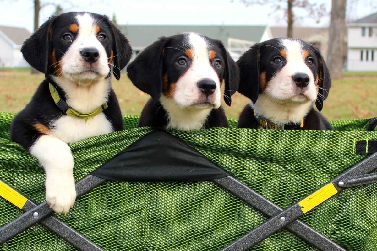 Nederlandse Kooikerhondje Puppies breeder image 62