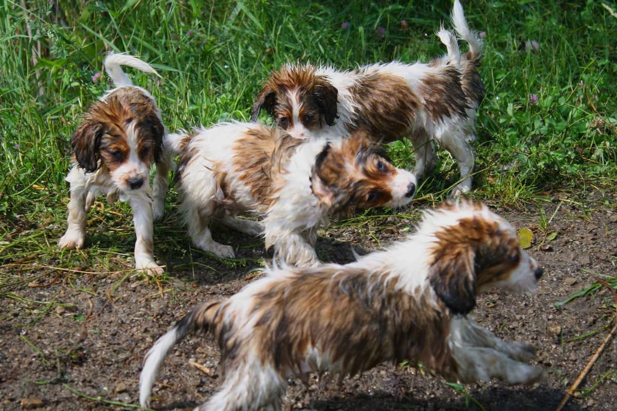 Nederlandse Kooikerhondje Puppies breeder image 63