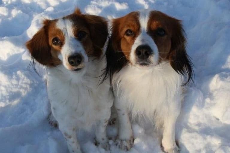 Nederlandse Kooikerhondje Puppies breeder image 67