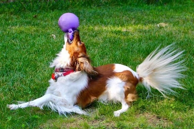 Nederlandse Kooikerhondje Puppies breeder image 68
