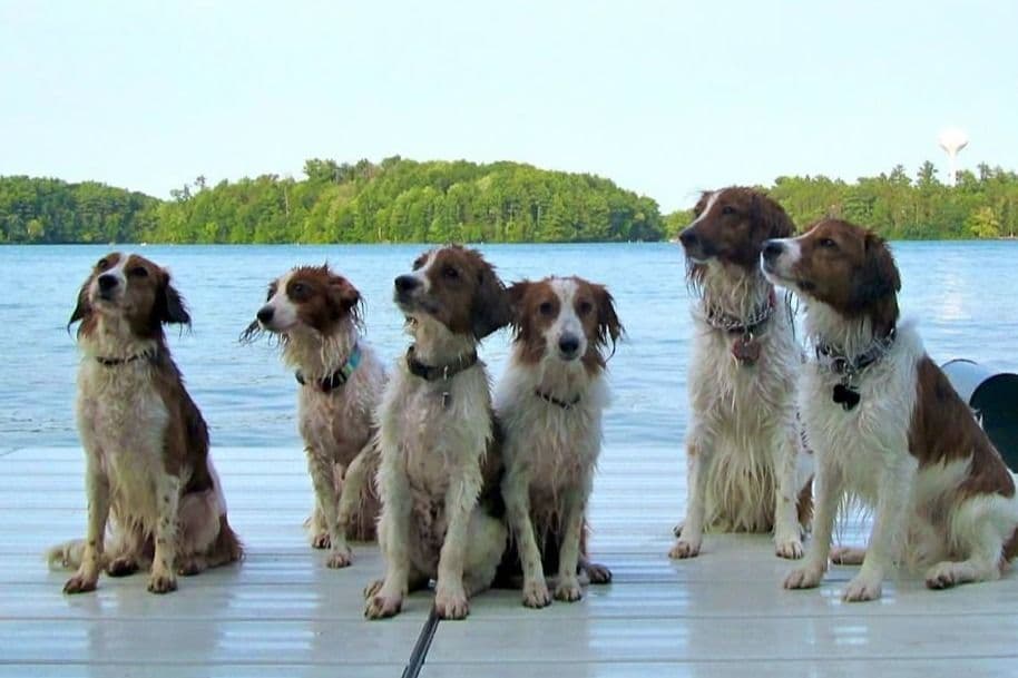 Nederlandse Kooikerhondje Puppies breeder image 71