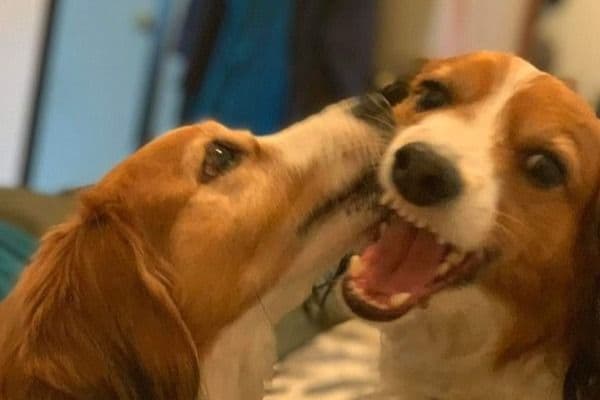Nederlandse Kooikerhondje Puppies breeder image 78