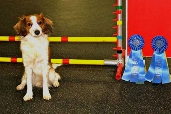 Nederlandse Kooikerhondje Puppies breeder image 79