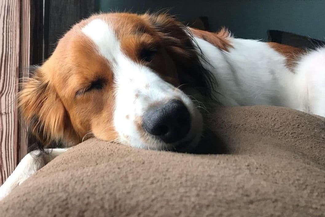 Nederlandse Kooikerhondje Puppies breeder image 80