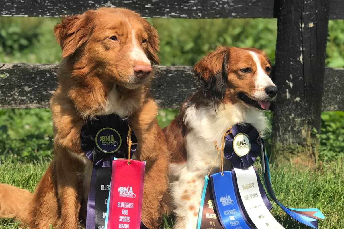 Nederlandse Kooikerhondje Puppies breeder image 81