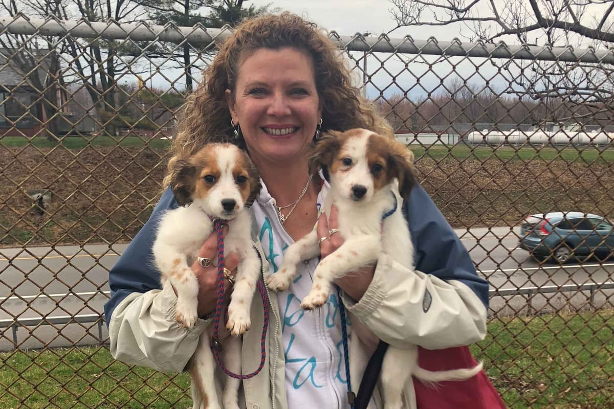 Nederlandse Kooikerhondje Puppies breeder image 82