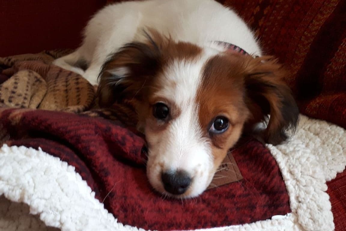 Nederlandse Kooikerhondje Puppies breeder image 83