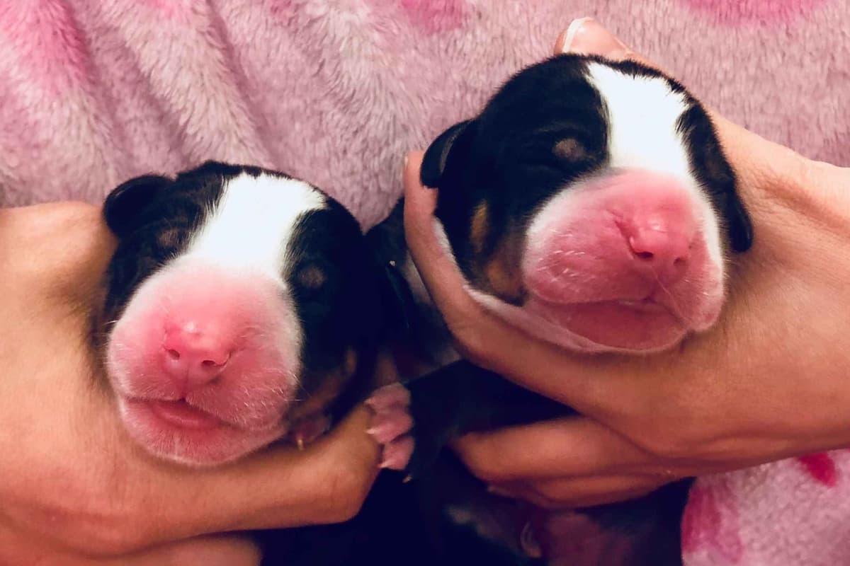 Nederlandse Kooikerhondje Puppies breeder image 87
