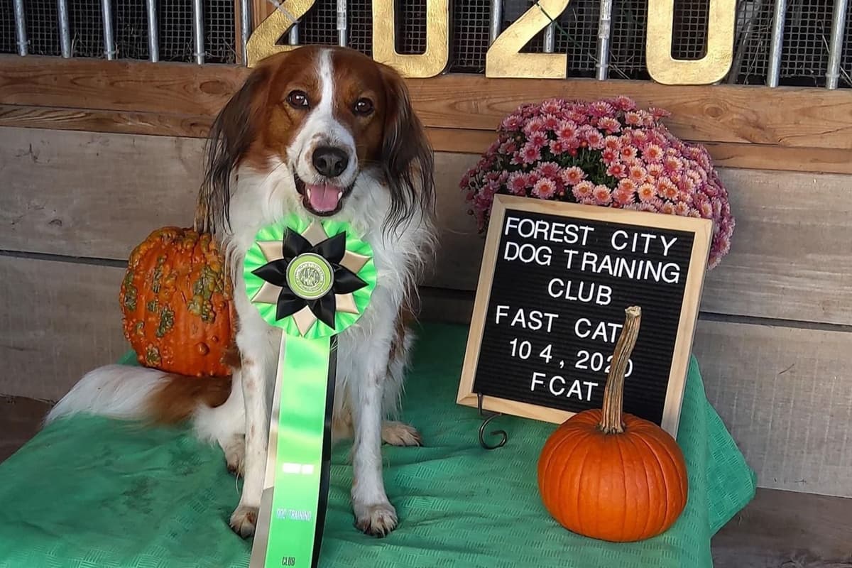Nederlandse Kooikerhondje Puppies breeder image 95