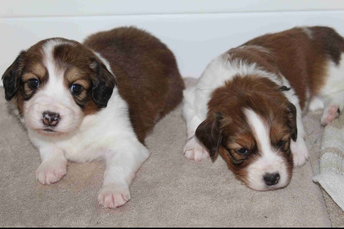Nederlandse Kooikerhondje Puppies breeder image 101