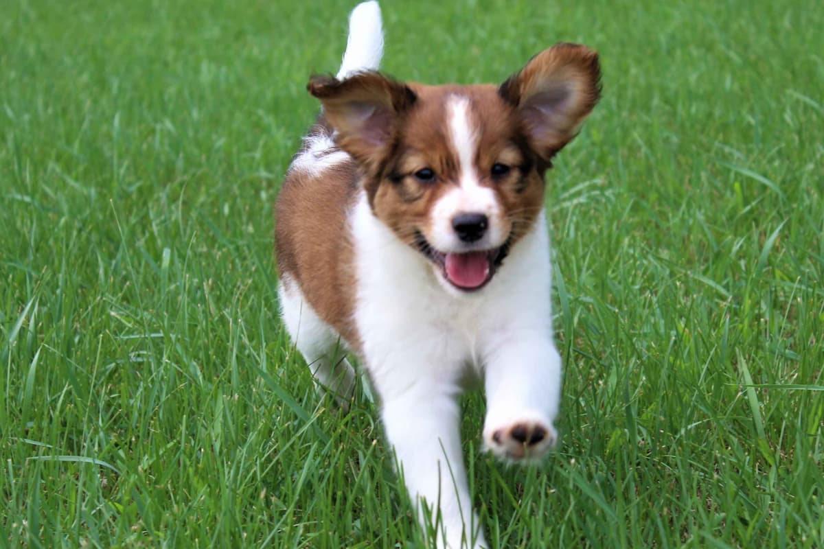 Nederlandse Kooikerhondje Puppies breeder image 103