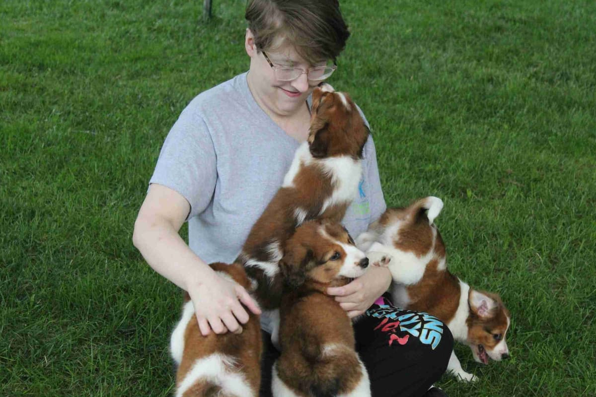 Nederlandse Kooikerhondje Puppies breeder image 104
