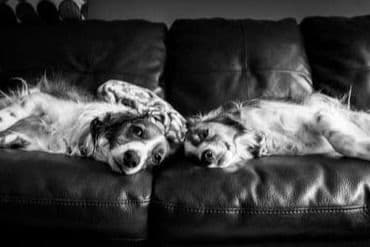 Nederlandse Kooikerhondje Puppies breeder image 102