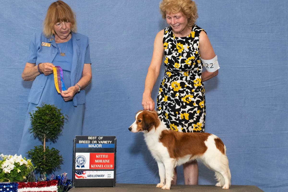 Nederlandse Kooikerhondje Puppies breeder image 107
