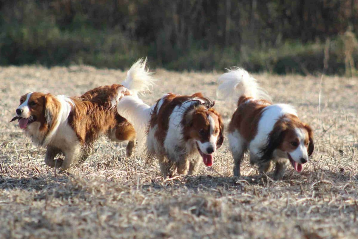 Nederlandse Kooikerhondje Puppies breeder image 123