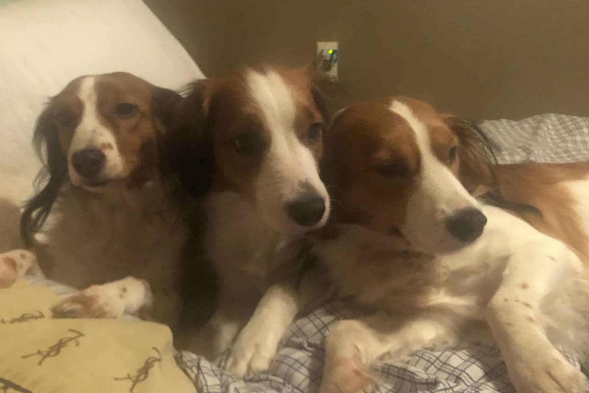 Nederlandse Kooikerhondje Puppies breeder image 126