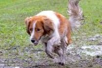 Nederlandse Kooikerhondje Puppies breeder image 127