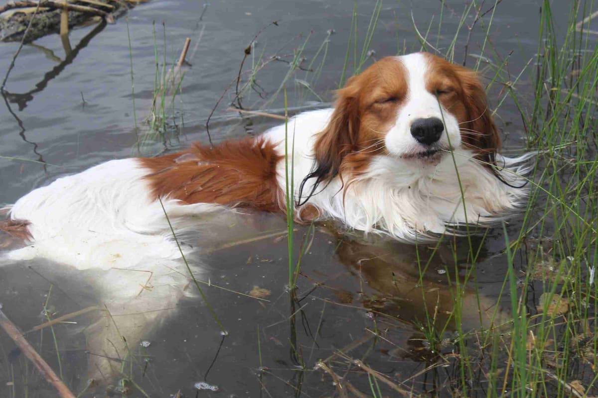 Nederlandse Kooikerhondje Puppies breeder image 128