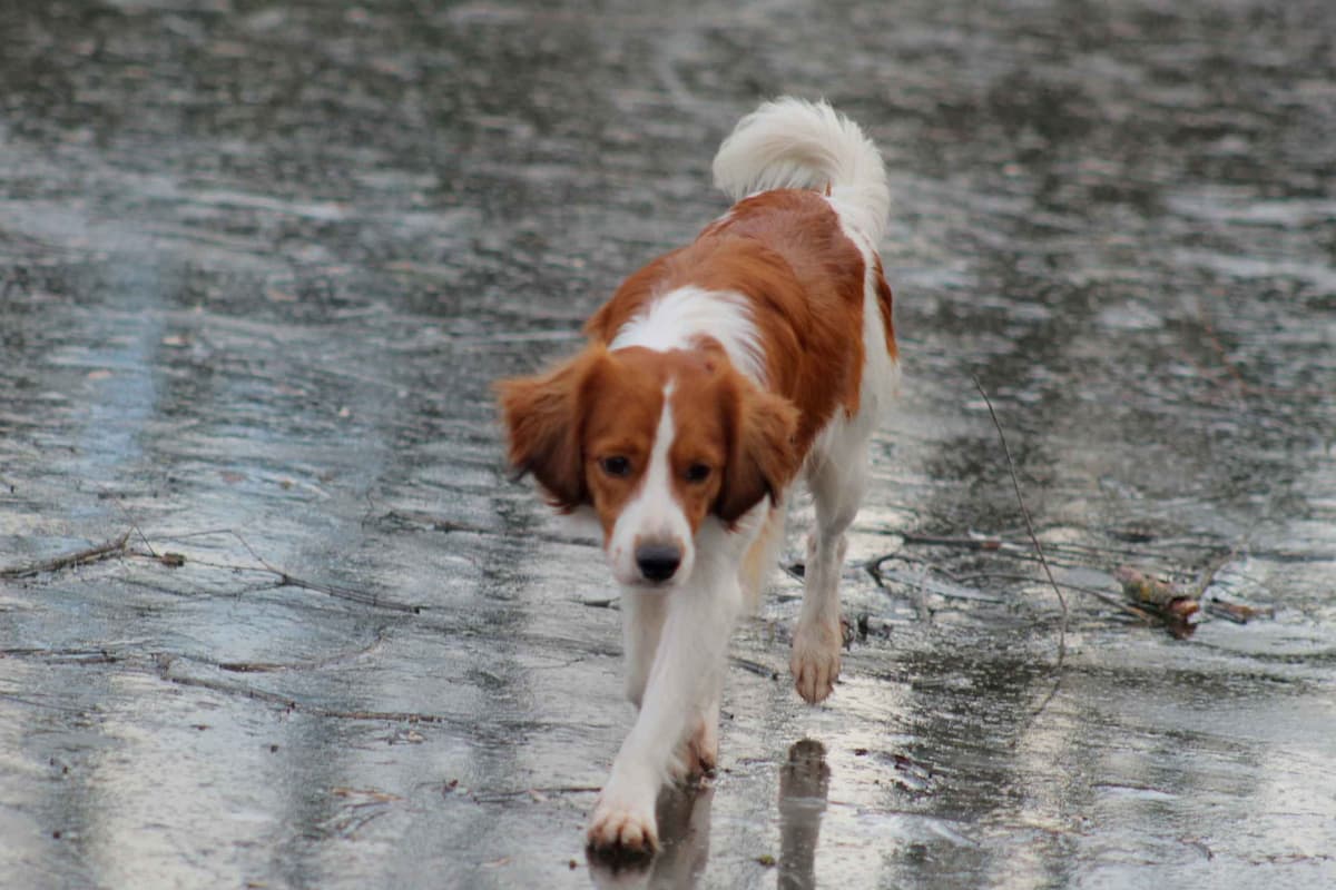Nederlandse Kooikerhondje Puppies breeder image 129