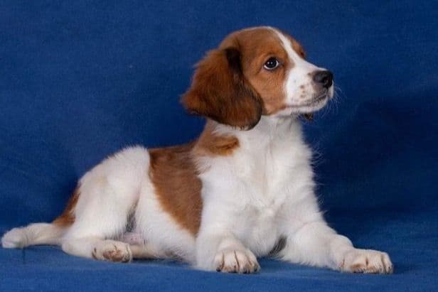 Nederlandse Kooikerhondje Puppies breeder image 130