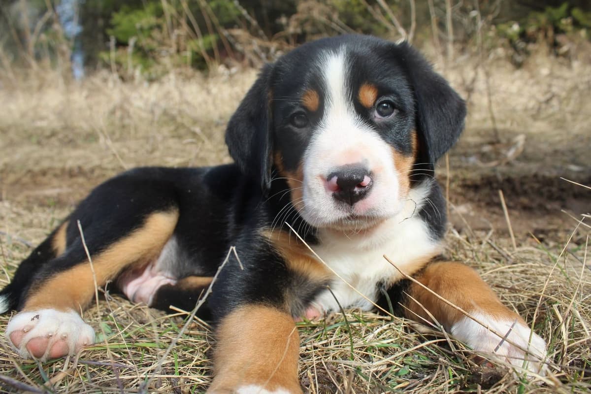 Nederlandse Kooikerhondje Puppies breeder image 132