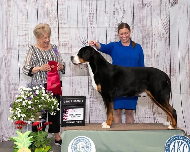 Greater Swiss Mountain Dog Puppies media 2