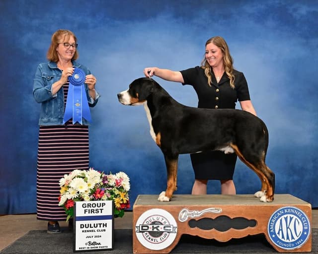 Greater Swiss Mountain Dog Puppies media 3