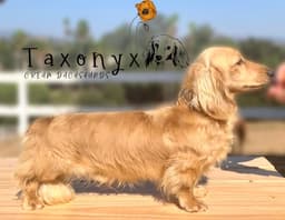 Taxonyx Cream Dachshunds