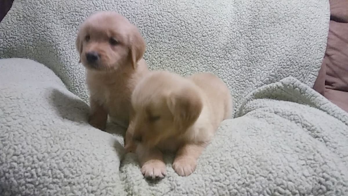Golden Retriever Puppies breeder image 1