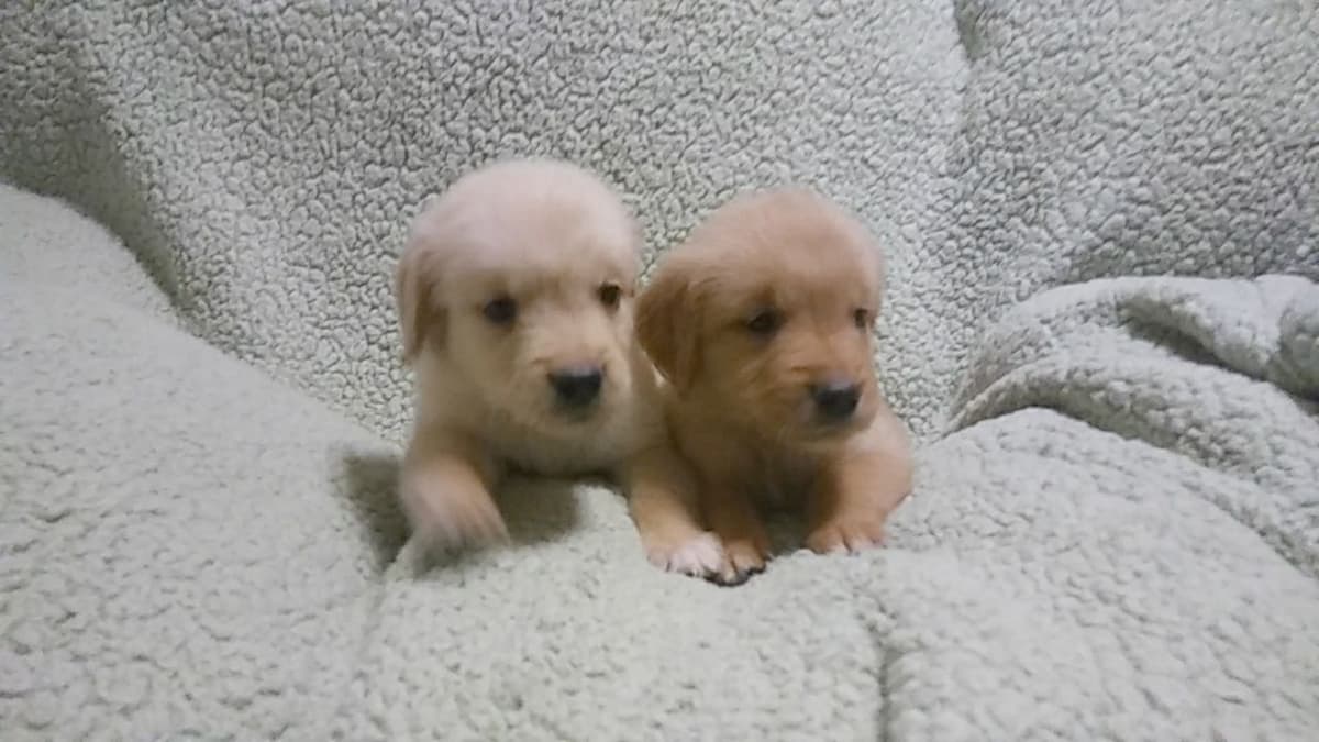 Golden Retriever Puppies breeder image 3