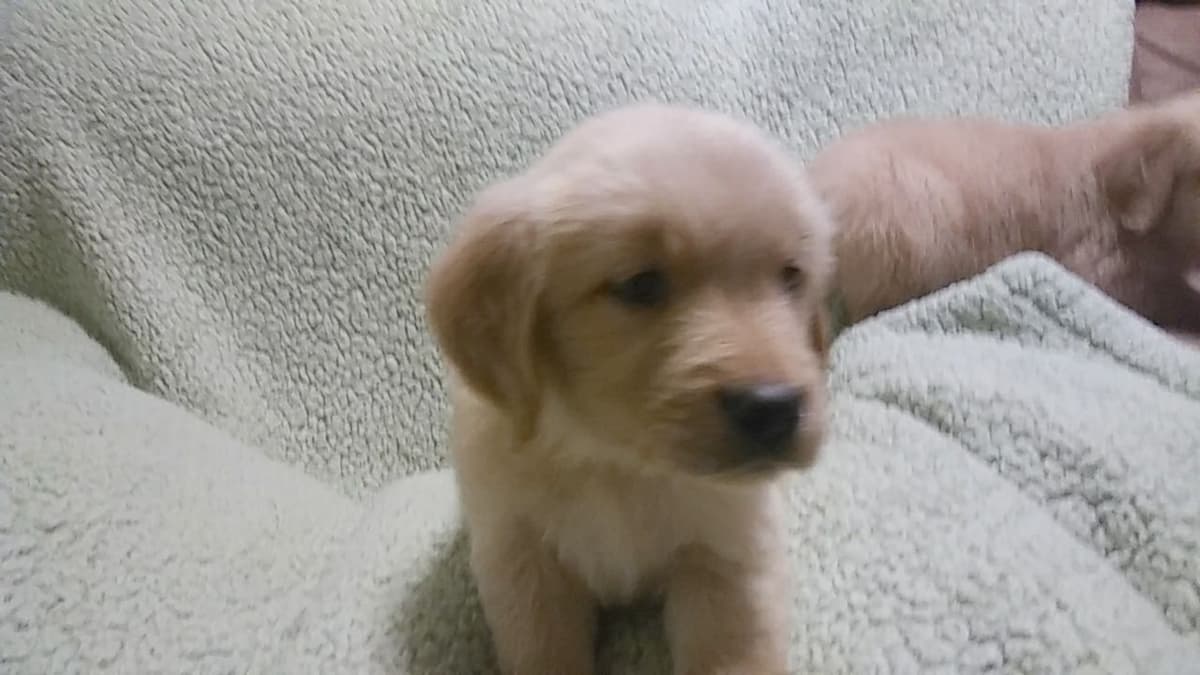 Golden Retriever Puppies breeder image 2