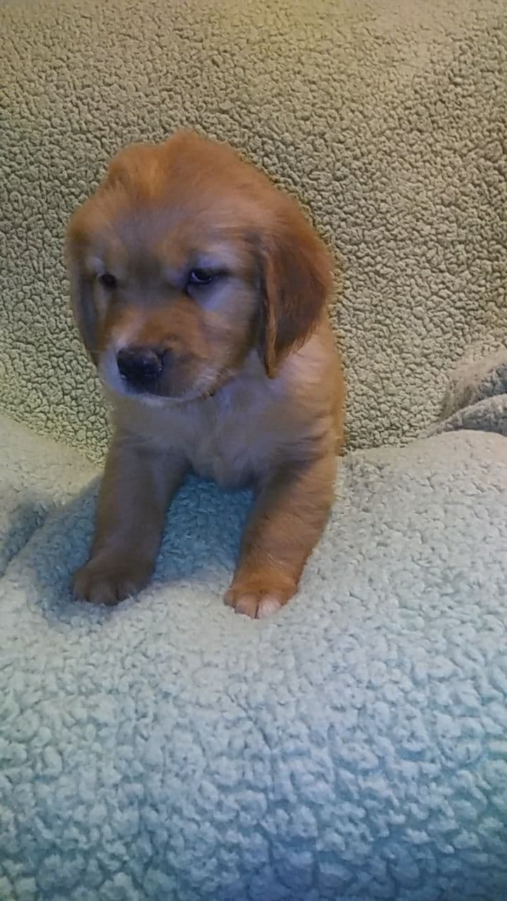 Golden Retriever Puppies breeder image 4