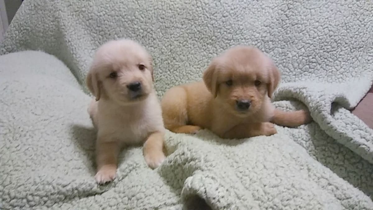 Golden Retriever Puppies breeder image 5