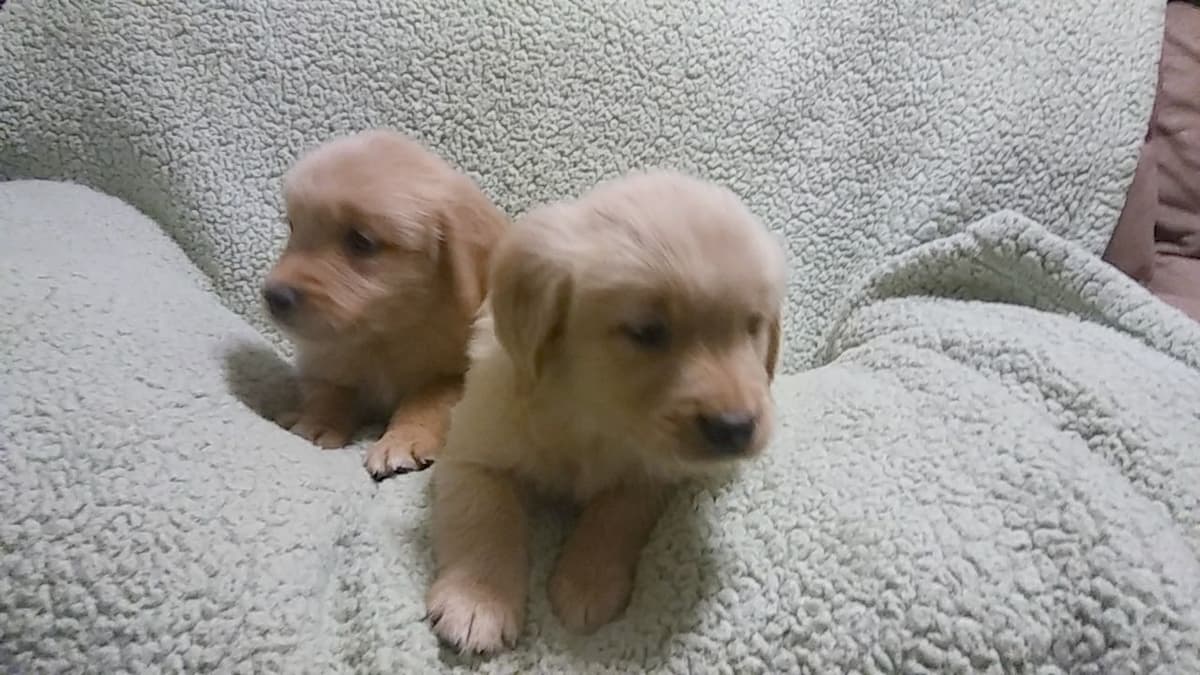 Golden Retriever Puppies breeder image 6