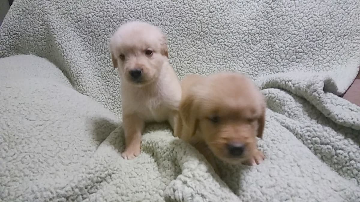 Golden Retriever Puppies breeder image 7