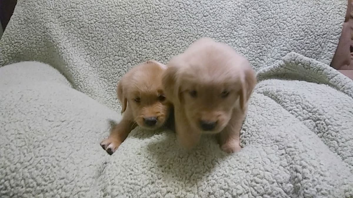 Golden Retriever Puppies breeder image 8