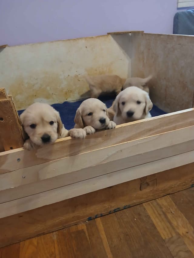 Golden Retriever Puppies media 2