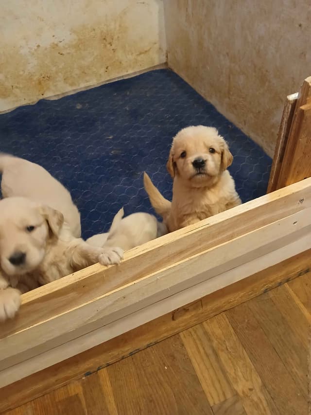 Golden Retriever Puppies media 3