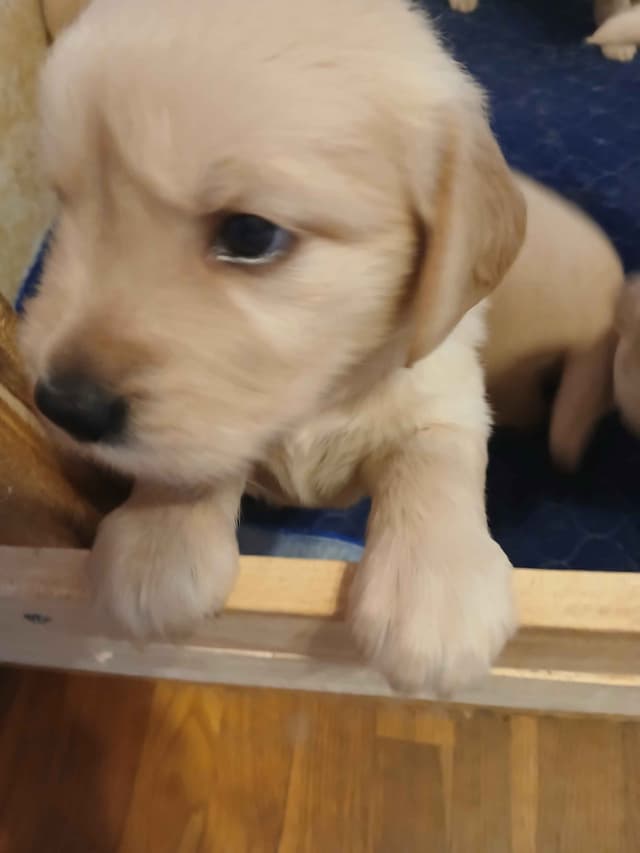 Golden Retriever Puppies media 4