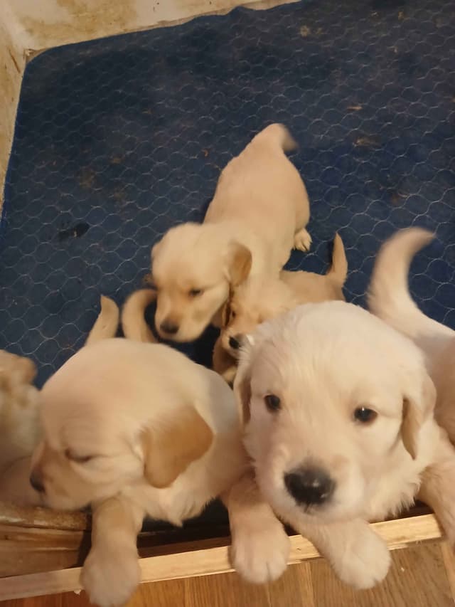 Golden Retriever Puppies media 5