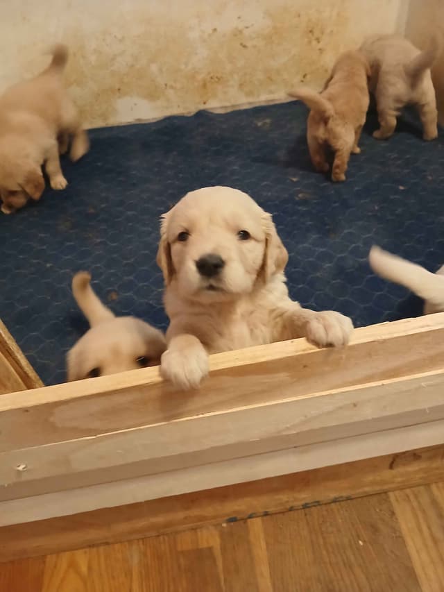 Golden Retriever Puppies media 9