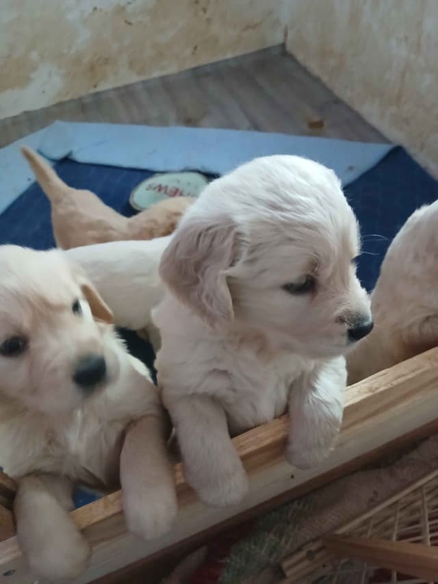 Golden Retriever Puppies media 8